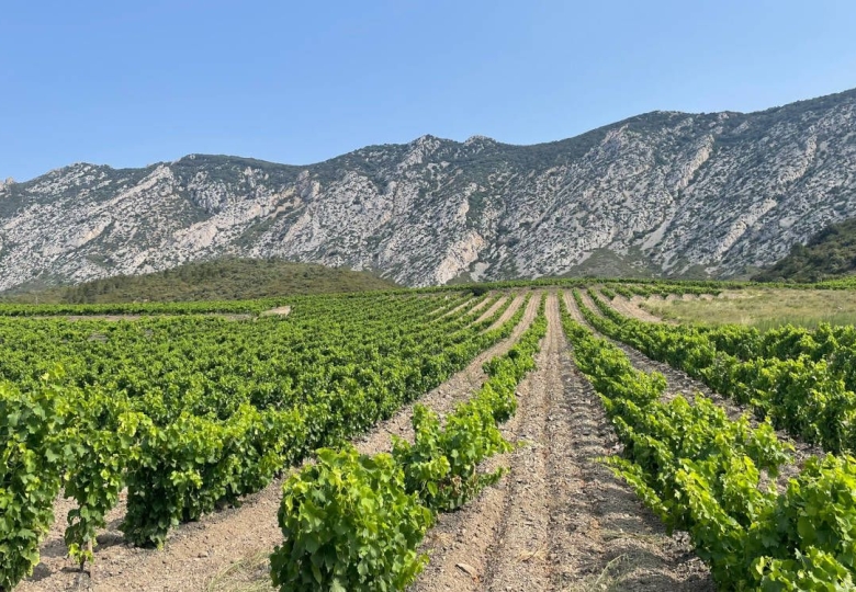Propriétés Vinicoles – Visites et Degustations