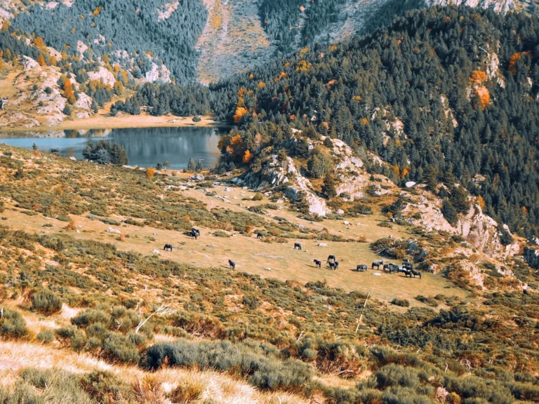 Chevaux en liberté près d’un lac de montagne dans les Pyrénées